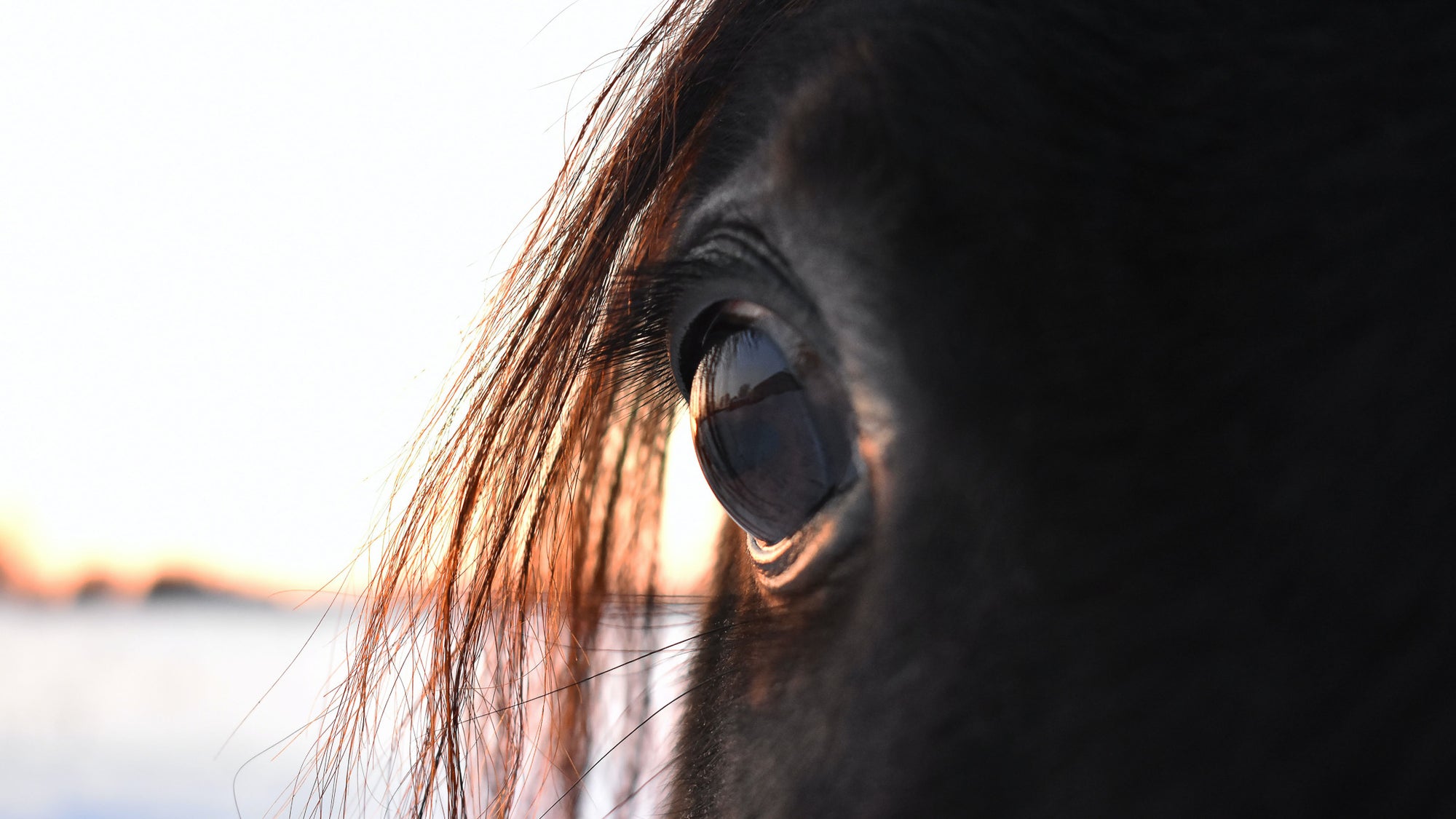 Ausritt in der Dunkelheit - aber wie gut sehen Pferde eigentlich nachts?