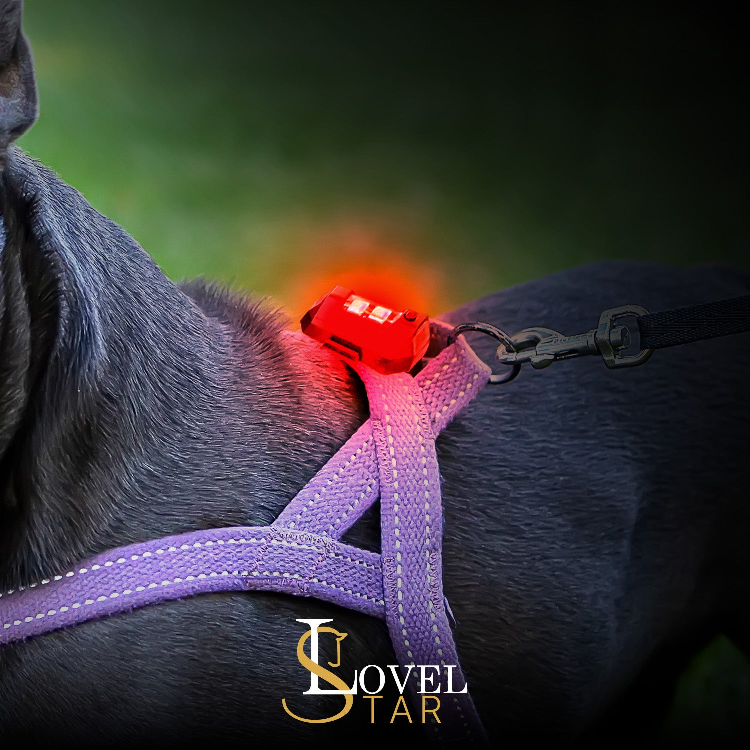 LED Spots Hund (1x)